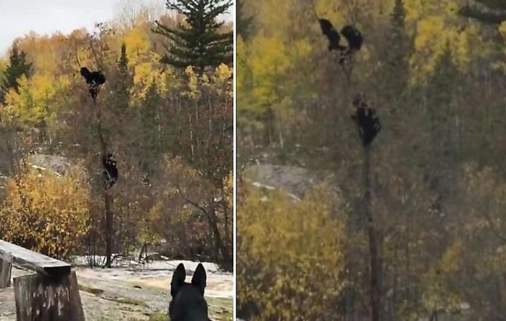 Çay daşqınından xilas olan ayı balaları Kanadada bir ağaca dırmaşdı