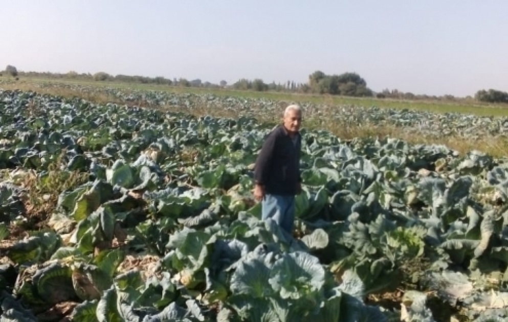 “Aqrar Tədarük və Təchizat” ASC fermerdən kələm və çuğundur satın alıb