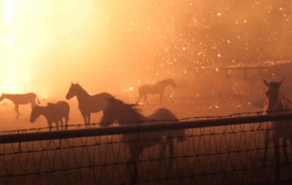 Horses led away from the 46 fire in Riverside