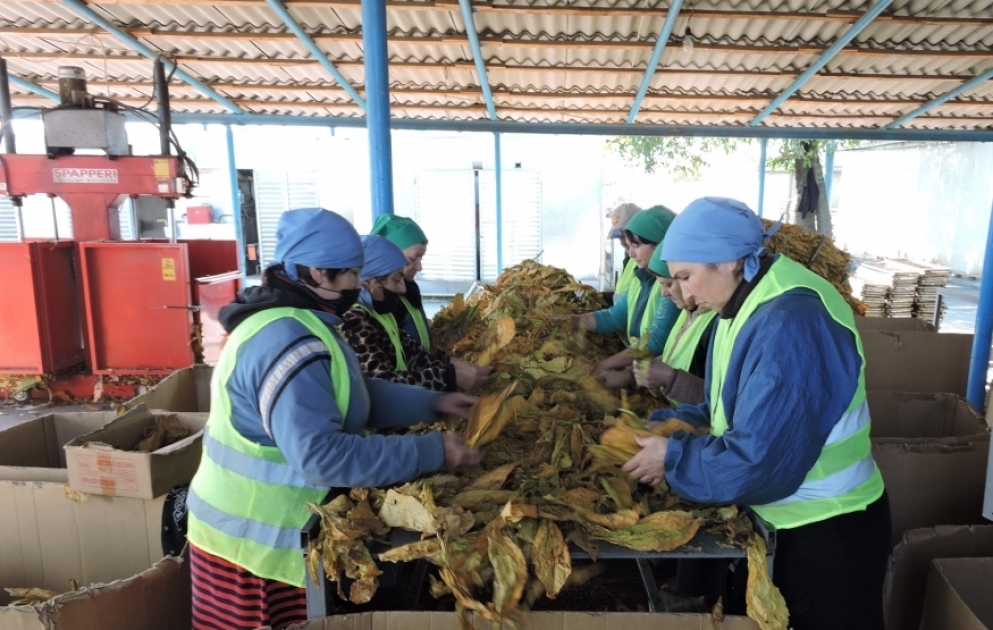 Zaqatala tütün istehsalı məntəqəsi fermerlərdən 2435 ton yaşıl tütün qəbul edib
