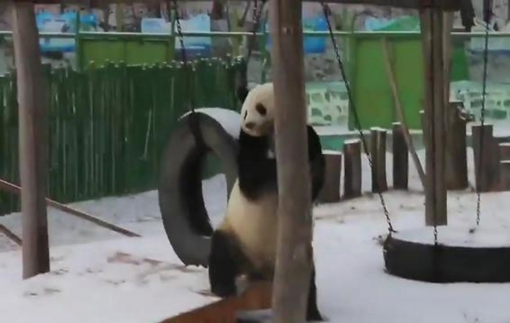 Qarda rəqs: pandanın ilk qar sevinci