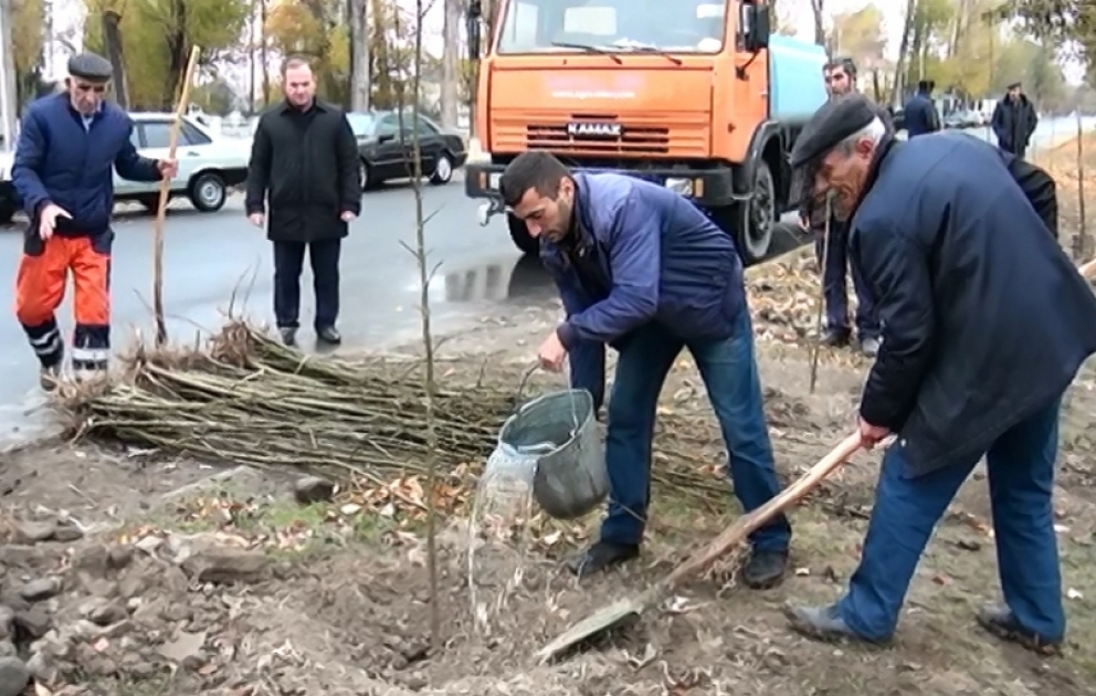 İsmayıllıda keçirilən iməcilikdə 1000 ədəd ağac əkilib