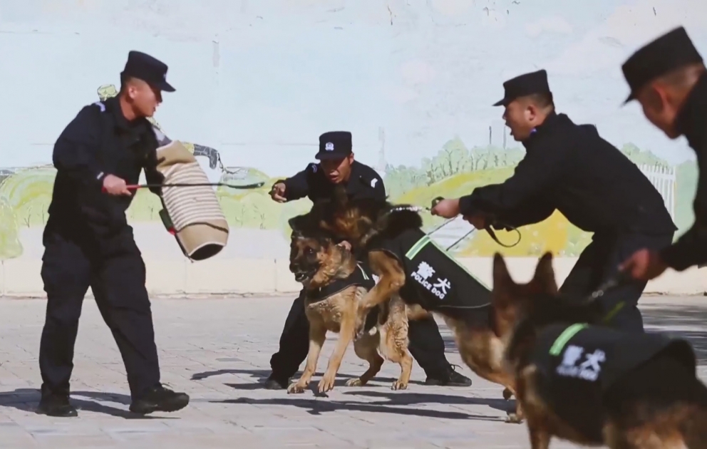 Polis itlərinin  tryuku – Çində