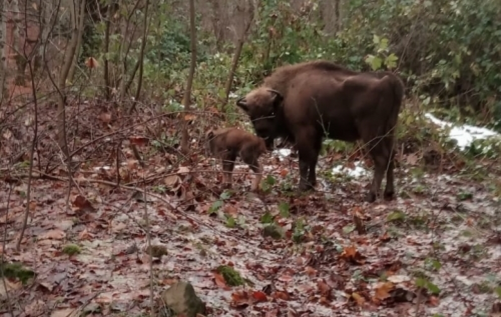 Im Schahdag National Park Wisent-Baby auf die Welt gekommen