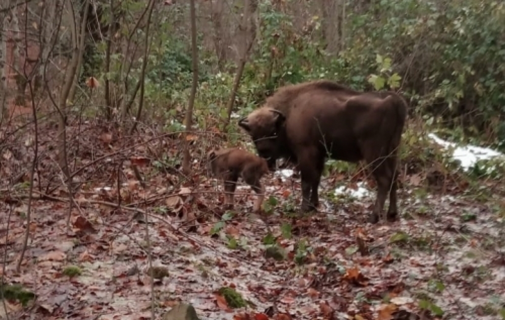 Un petit bison est né au Parc national de Chahdagh