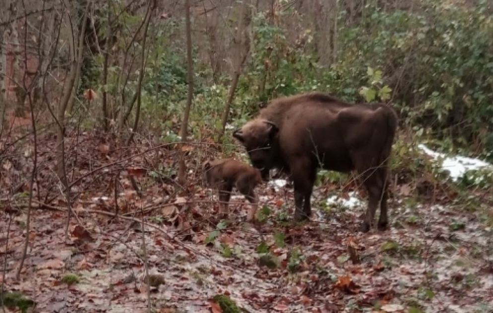 Shahdag National Park welcomes first bison calf