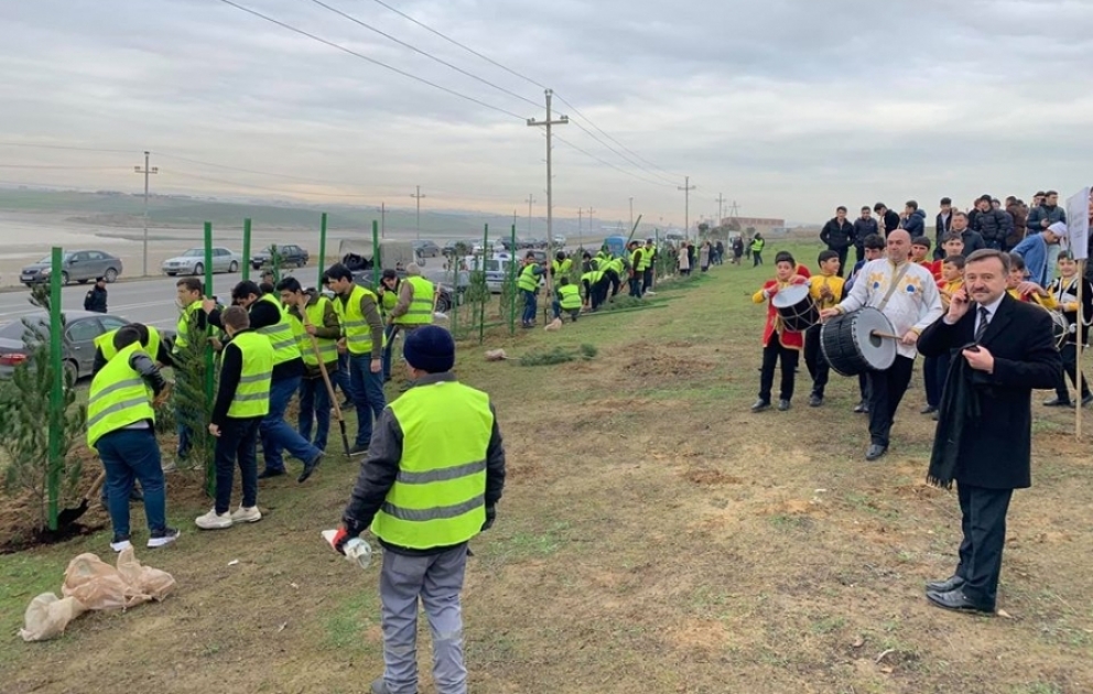 Bir gündə 650 min ağac əkək: Abşeron sakinləri genişmiqyaslı kampaniyada fəal iştirak edirlər