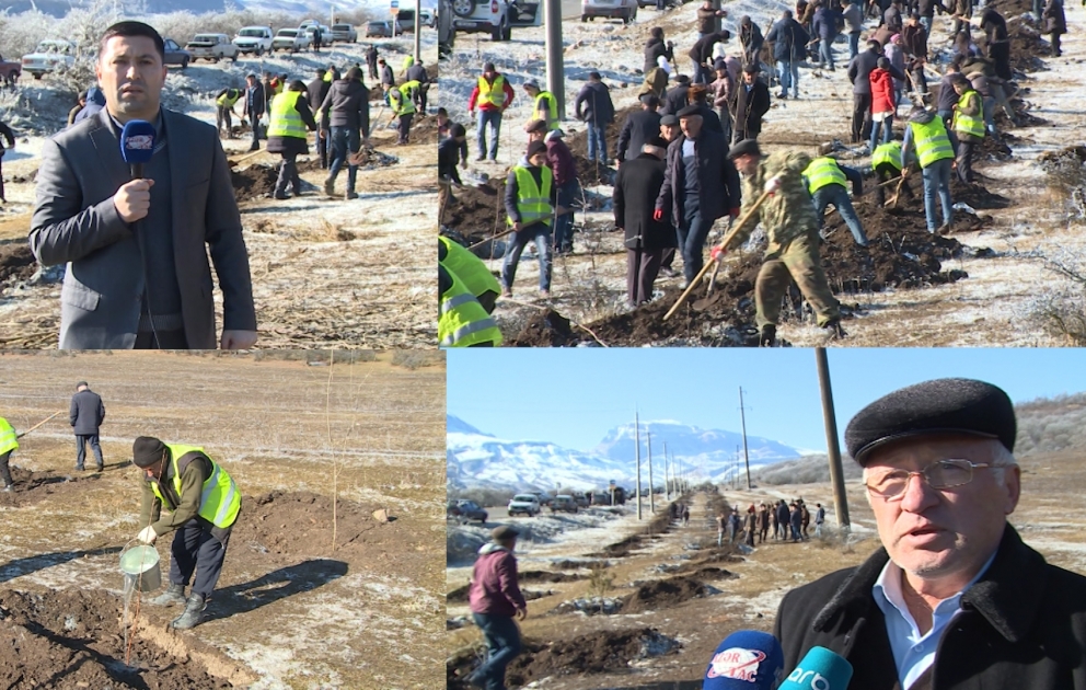 Bir gündə 650 min ağac əkək: Qusardan REPORTAJ