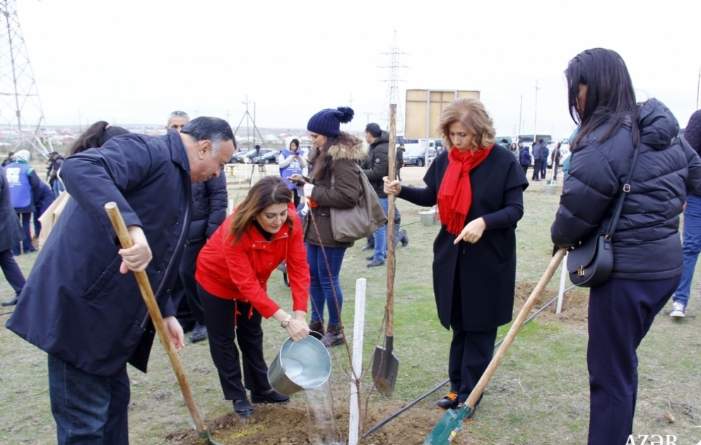 Müşfiqabad qəsəbəsində 5 hektar ərazidə 5 mindən çox ağac əkilib