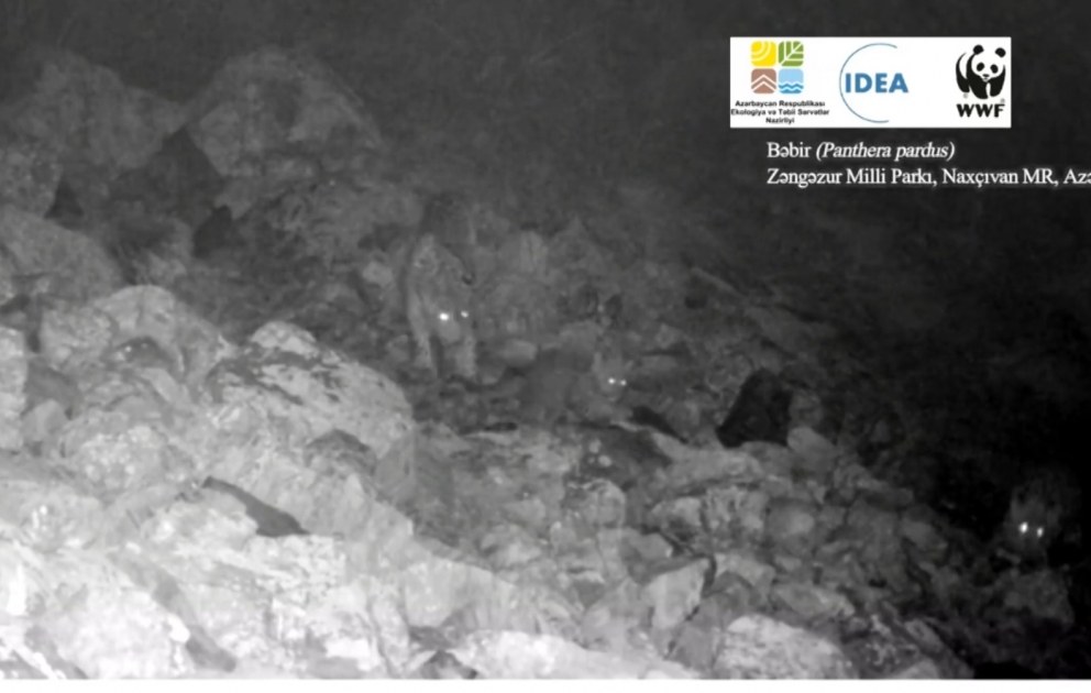 Deux nouveaux petits léopards ont été observés dans le Parc national de l'Azerbaïdjan
