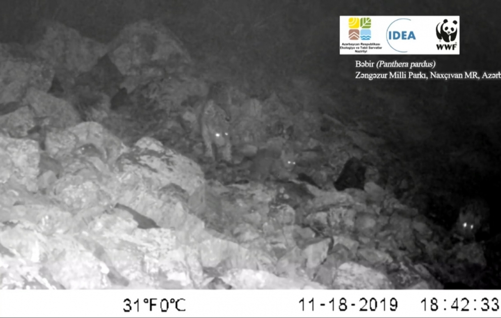 Im Nationalpark Aserbaidschans per Kamerafallen zwei weitere neugeborene  Leoparden erfasst