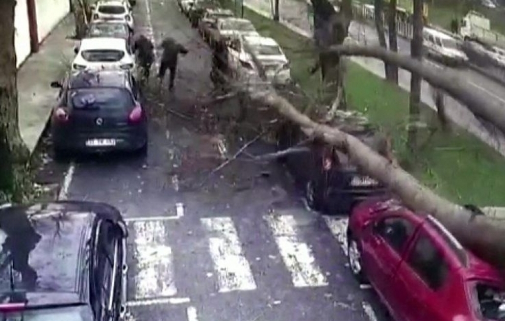 The moment a tree fell following strong winds in Istanbul, Turkey
