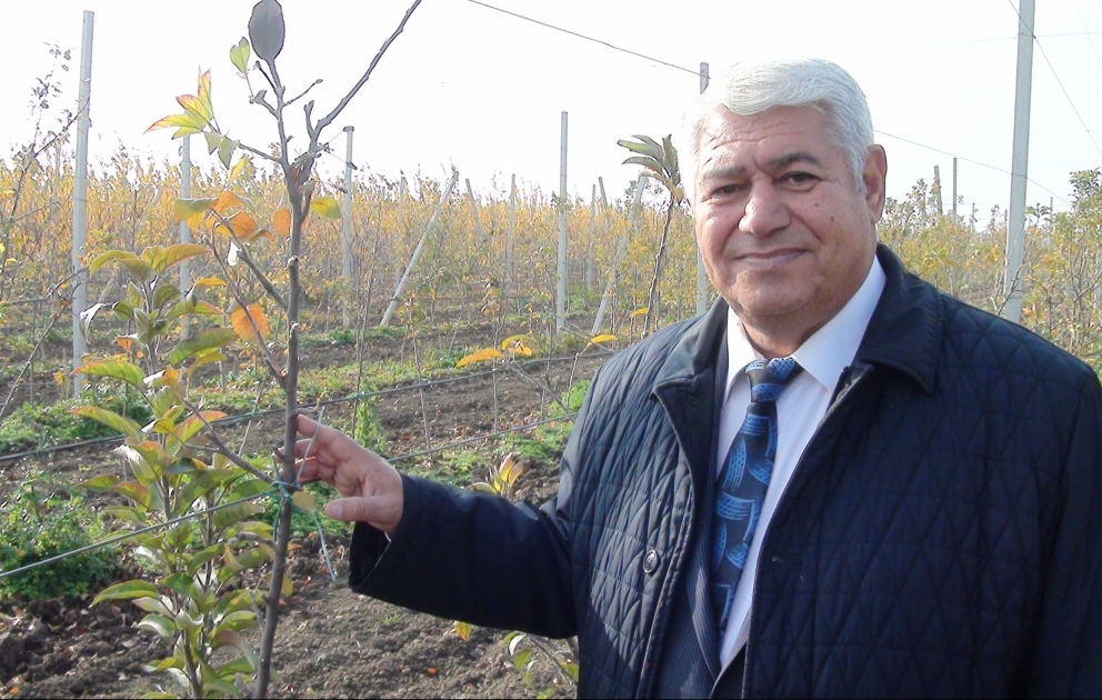 Həm ərəb ölkələri, həm də Rusiyadan təkliflər var - Biləsuvarda intensiv meyvə bağı salınıb   REPORTAJ