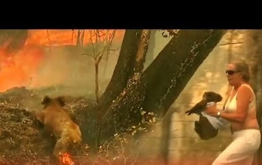 Half a billion animals and plants killed as wildfires rage across Australia