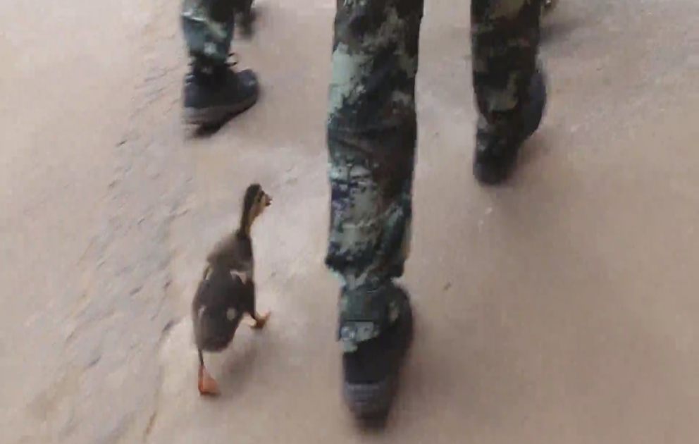 Armed police joined by ducks during training in Hainan, China