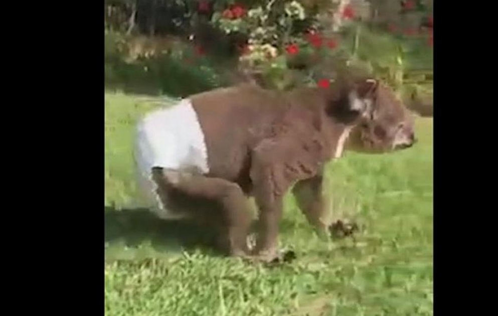 Uşaq bezi taxan yaralı koala