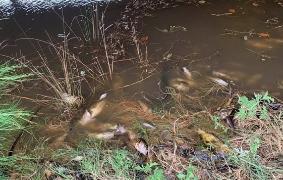 ‘Massive fish kill’ after floods bring Australia bush fire ash into Macleay river