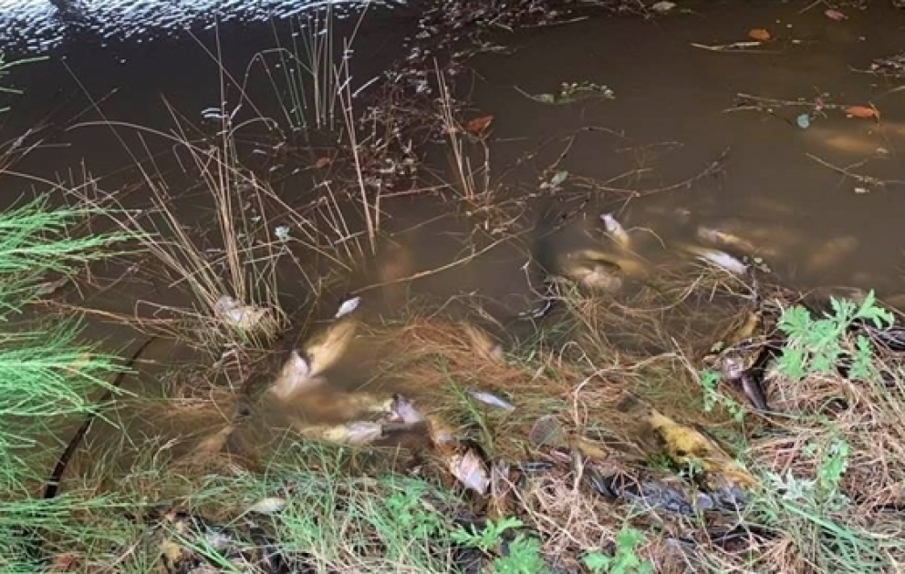 Des centaines de milliers de poissons morts en Australie