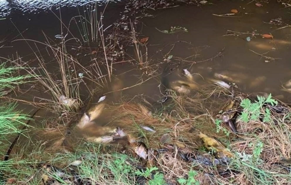 In Australien hunderttausende Fische gestorben