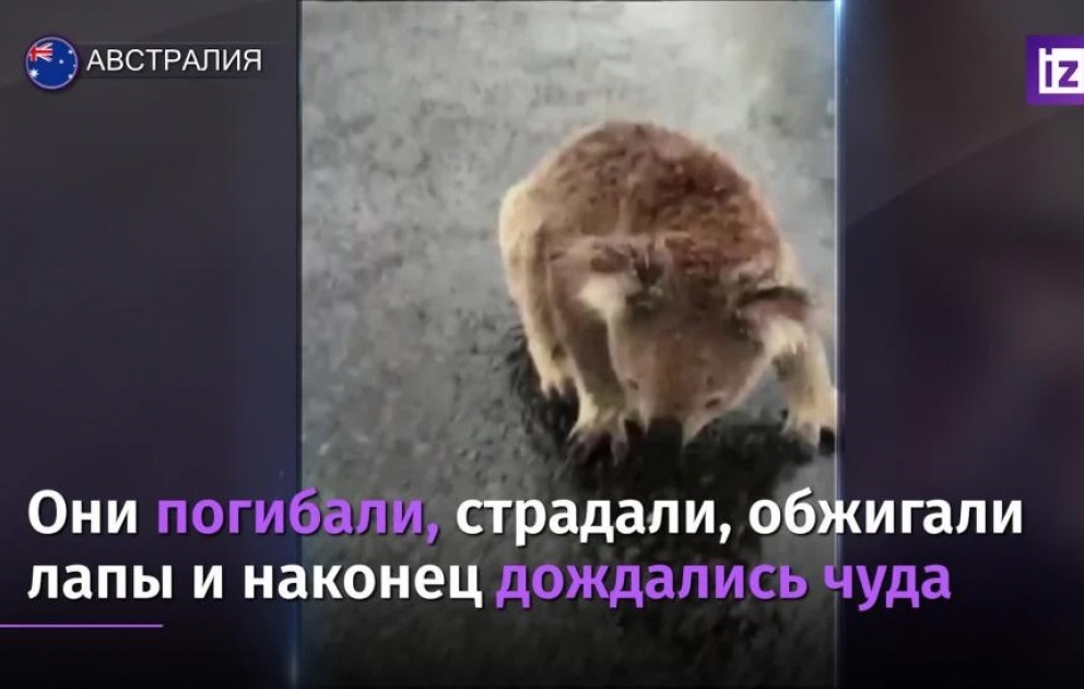 Yanğında sağ qalan koala yağış suyu içir