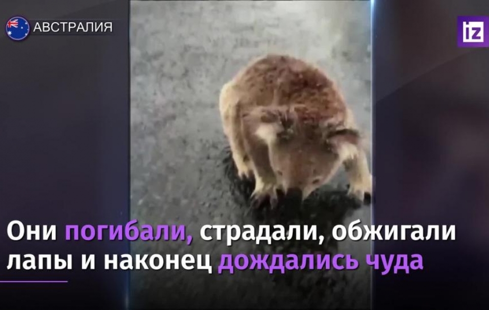 Коала пьет воду из лужи в Австралии