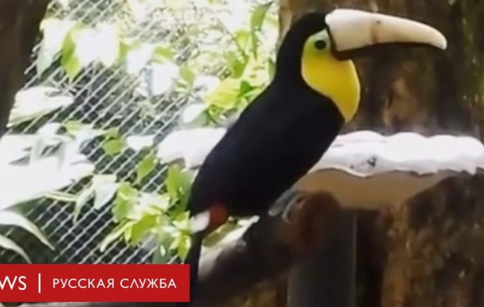 Тукан - лицо протеста: как птица стала символом борьбы за права животных