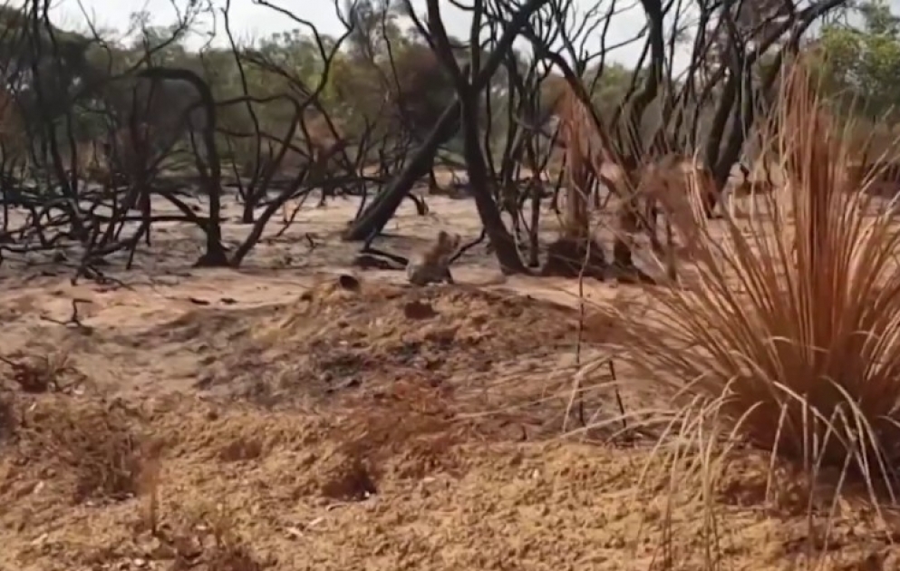 Australie: un koala blessé et abandonné sur l’île Kangourou