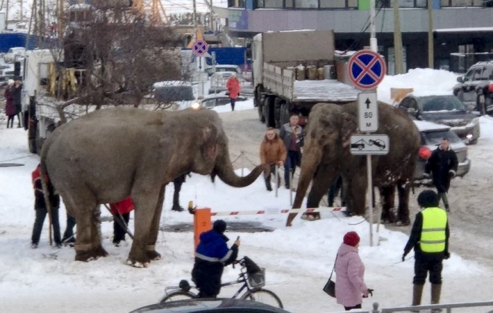 2 elephants escape from circus in Russian city