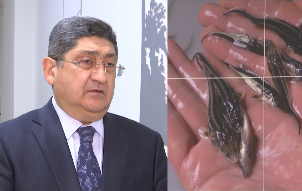 Xəzər ölkələri nərə balıqlarını qorumaq üçün nə etməlidir  ARAŞDIRMA
