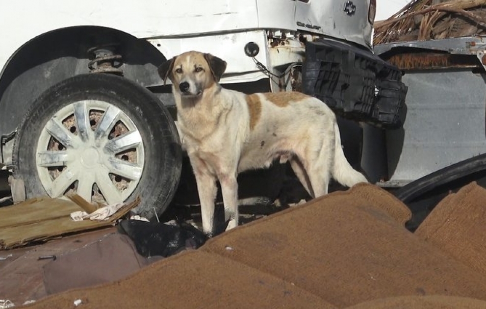 Guy Finds Dog All Alone After Devastating Hurricane