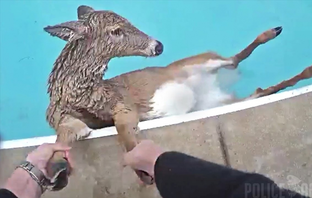 Lexington Police Officer Helps Save Deer Stuck in Swimming Pool