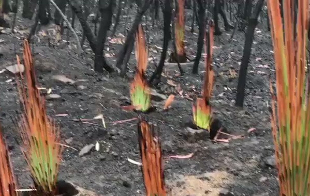 Avstraliyanın yanğın söndürülən ərazilərinin ürək ağrıdan görüntüsü