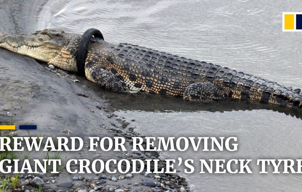 Indonesia offers reward to anyone who can remove tyre from giant crocodile