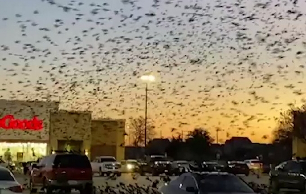 People were stunned at the sight of thousands of birds descending on a Texas shopping center