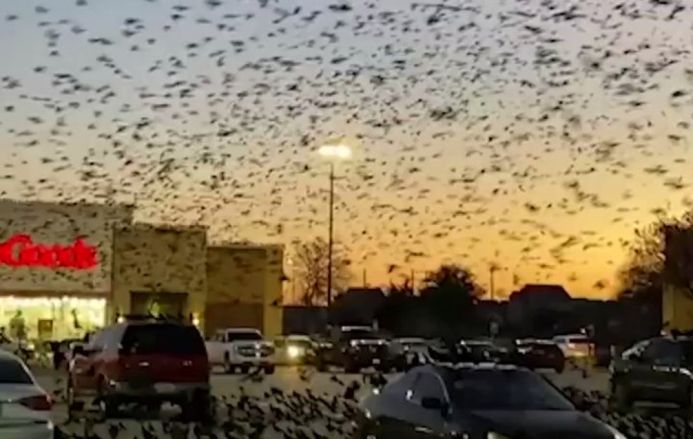 Texasdakı bir ticarət mərkəzinin önünə enən minlərlə quş insanları təccübləndirdi