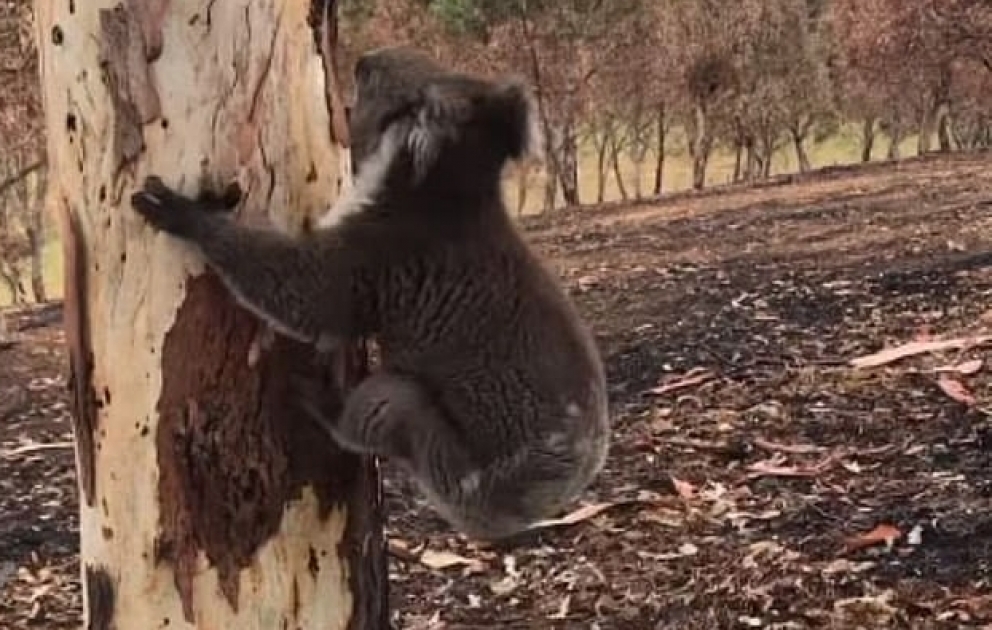 Last koala standing: Bittersweet moment Isaac is released back to his home after burns treatment – but it's so damaged 'it doesn't smell like home anymore'