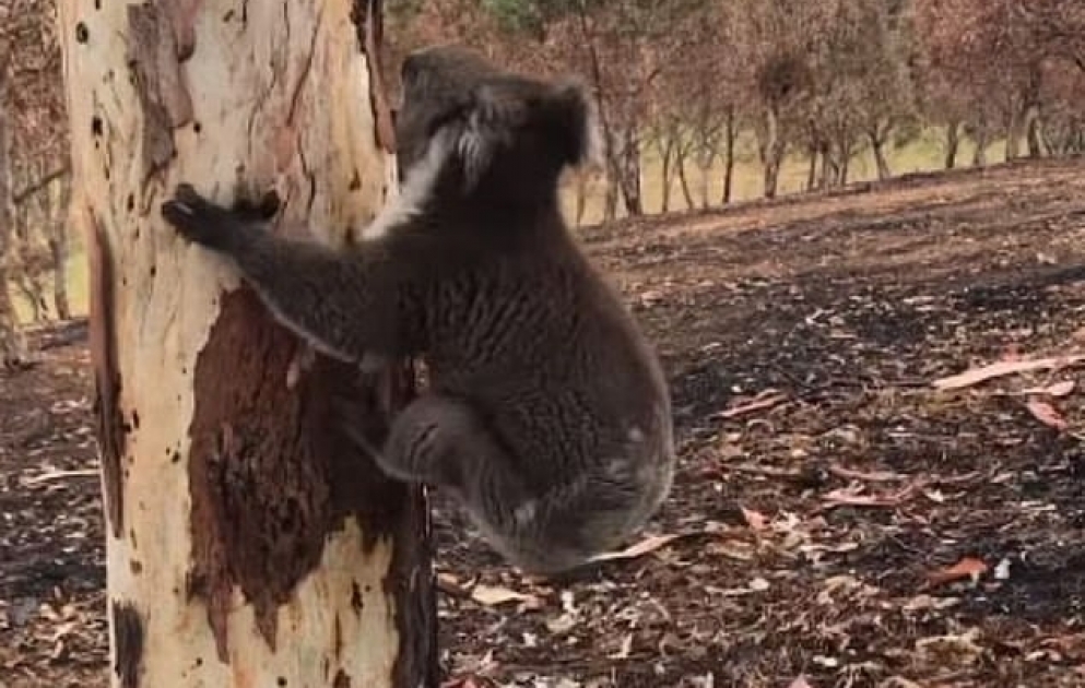 Son koala: yanıqları sağalandan sonra evinə qaytarıldı