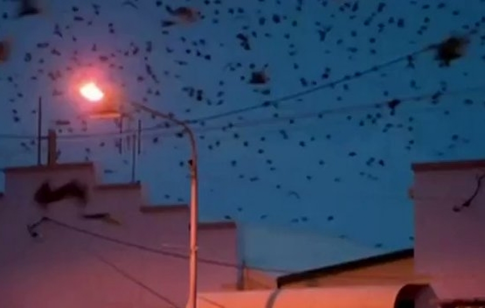 Bats take over Queensland town, outnumbering the towns population by hundreds of thousand