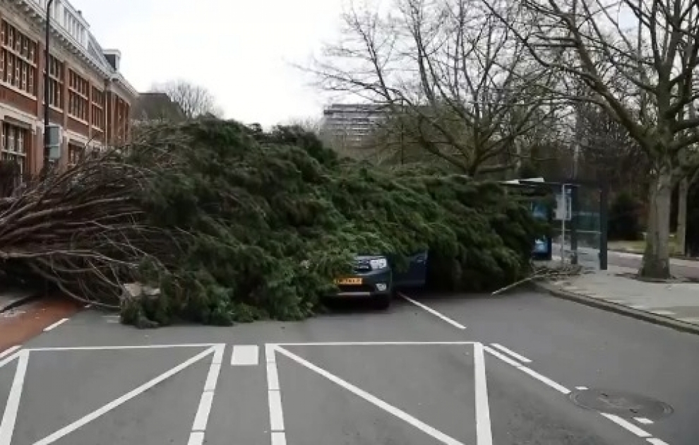 Fallen trees block roads in The Hague, Netherlands as Storm Ciara arrived