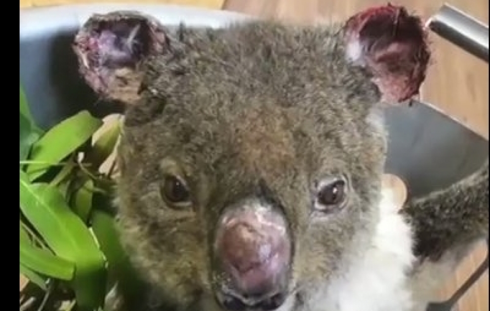 Kailas Wild has been climbing high to save the koalas injured during bushfires in January in Kangaroo Island