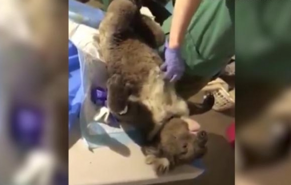 You need to watch this rescued koala getting belly rubs