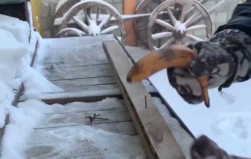 Yakutian man uses frozen fruits instead of a hammer
