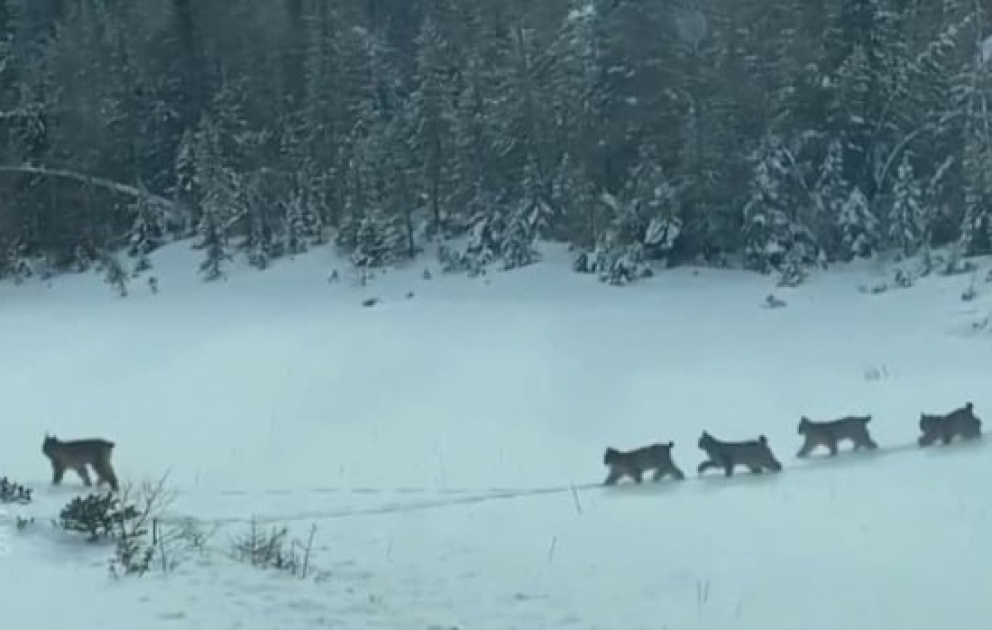 Footage shows rare sighting of lynx family crossing road in Manitoba
