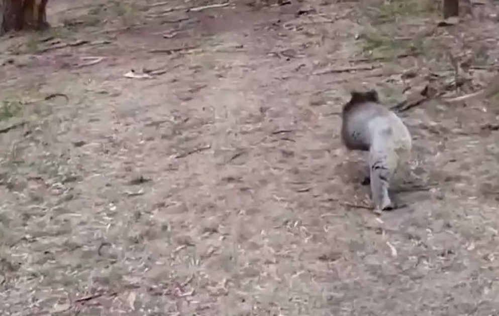 BACK HOME: Clare the koala, who was rescued from bushfires in Australia