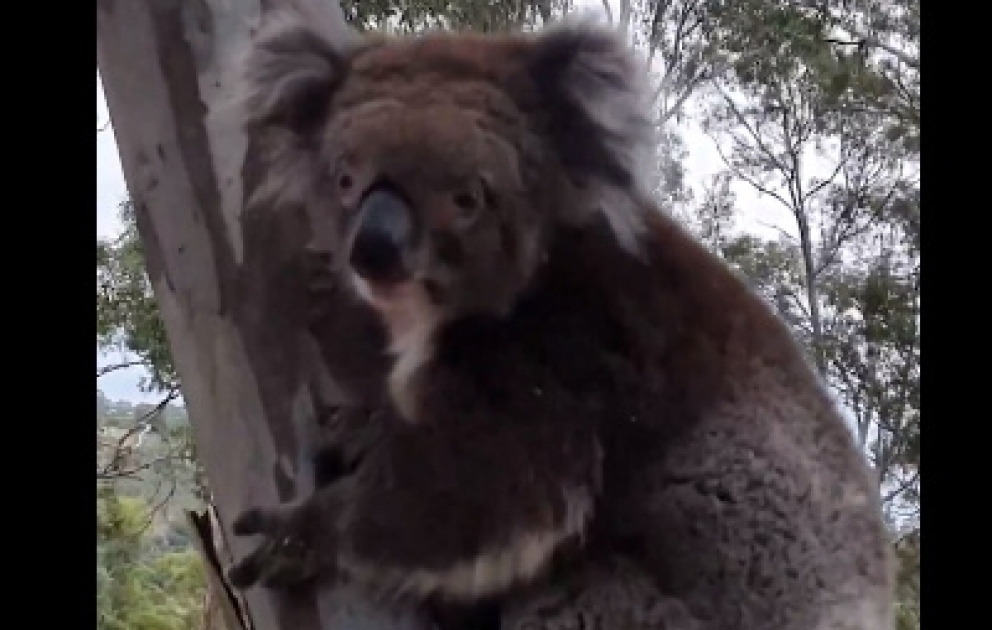 Yanıqları sağalan daha bir koala evinə qaytarıldı