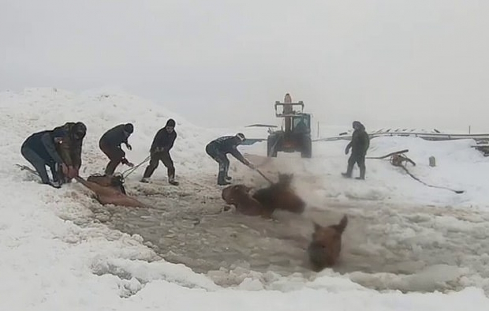 Buzlu gölməçəyə düşən atlar belə xilas edildi