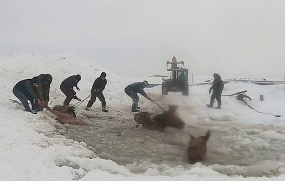 Men work to rescue horses from frozen pond