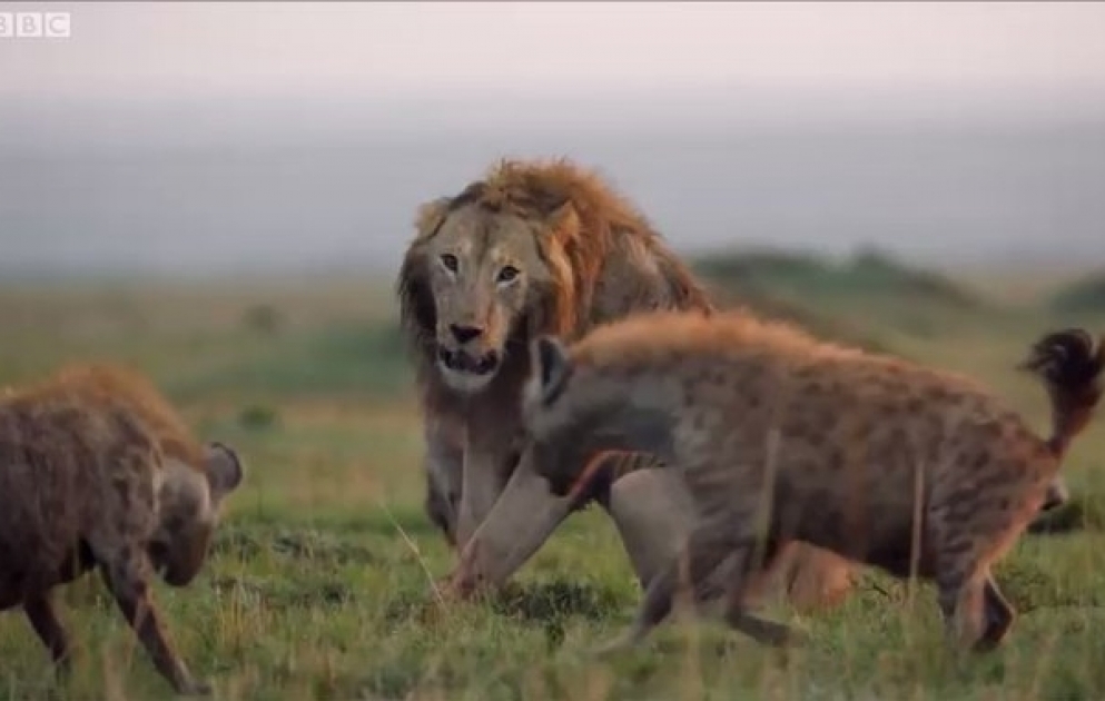 Lion esseulé se faisant attaquer par une meute de plus de 20 hyènes qui commençaient à le mordre
