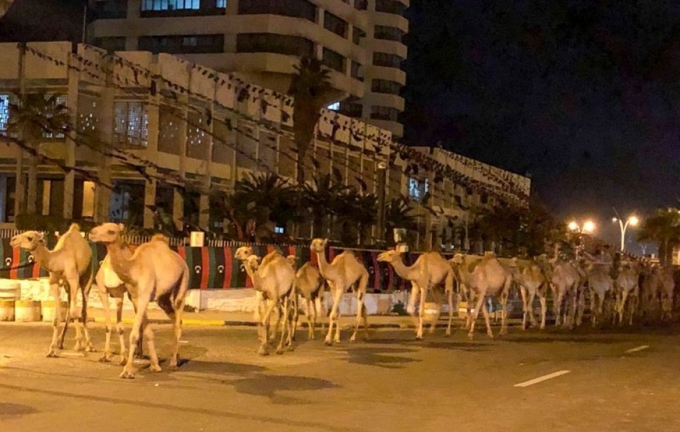 Imported camels evacuated from Libya's capital after port comes under fire