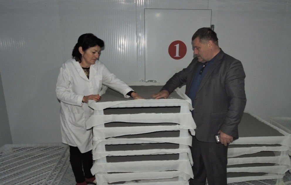 Qax Damazlıq İpəkçilik Stansiyasında 146 kiloqram elit və hibrid ipəkqurdu toxumu istehsal olunub